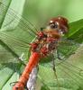 Sympetrum striolatum